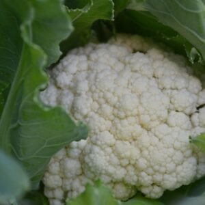 Cauliflower snowball closeup