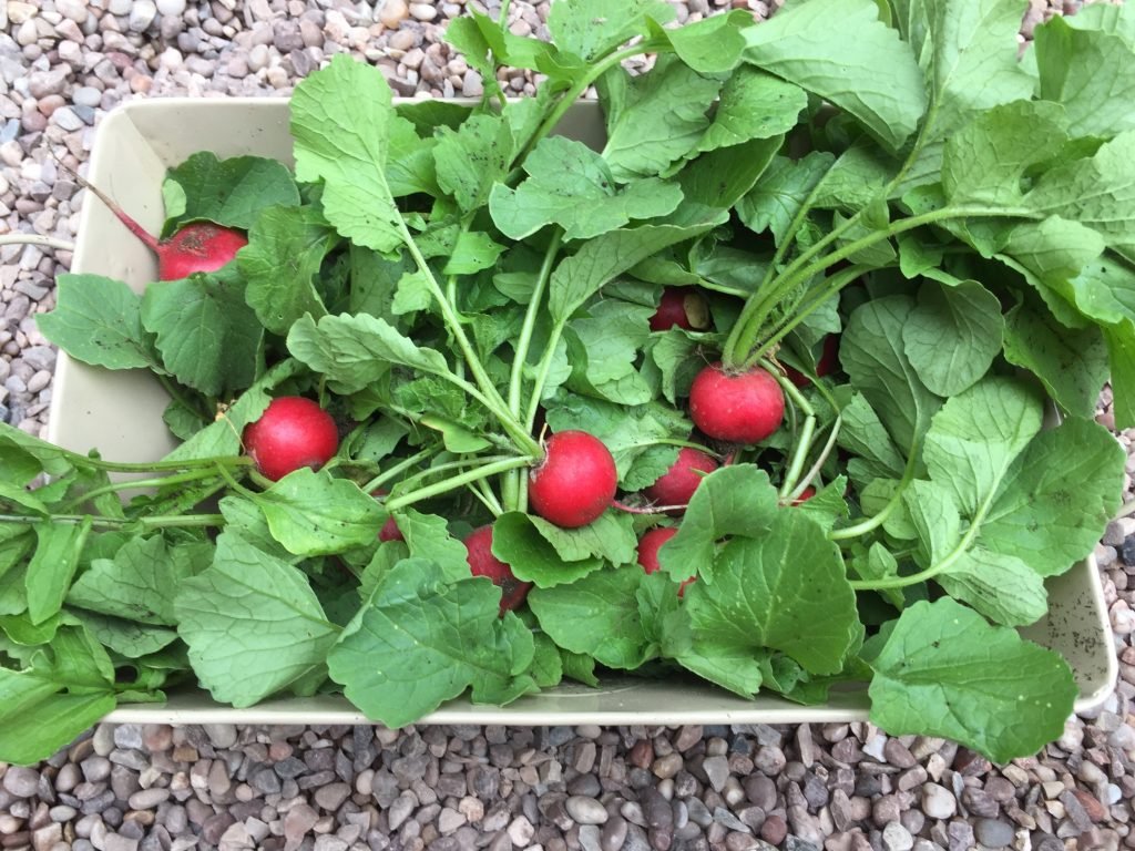 Basket full of freshly harvested radishes