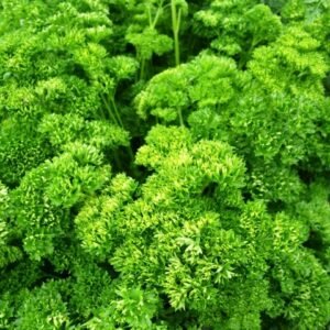 Moss Curled parsley