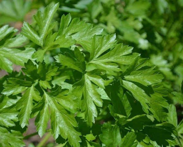 Flat leaf 'French' Parsley