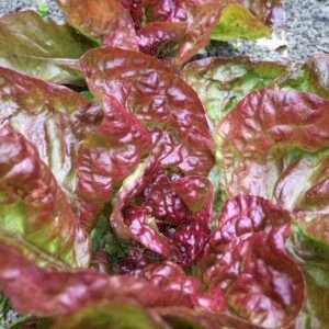 Organic Salad Lettuce Merveille des Quatre Saisons - the leaves blend from lime green to deep red