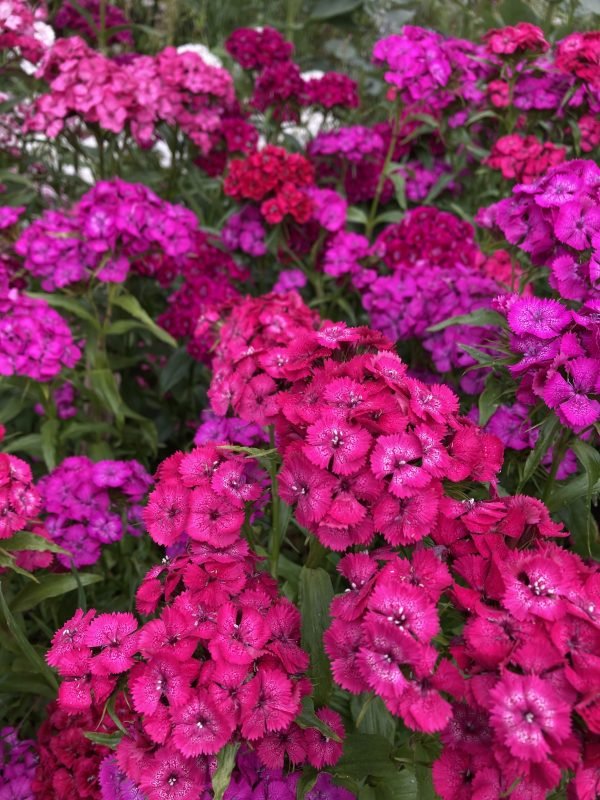 vibrant pink sweet william flowers