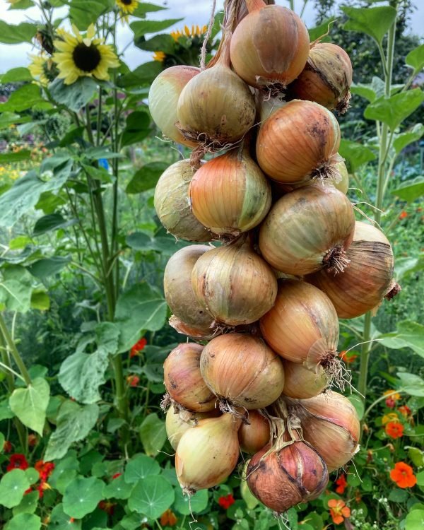 Organic Onion Sturon