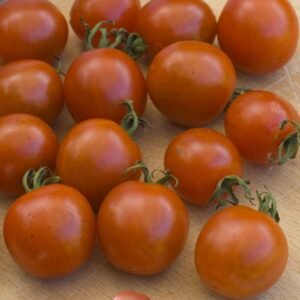 Organic Tomato Koralik