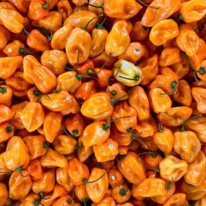 Organic Chilli Pepper 'Habanero Orange'