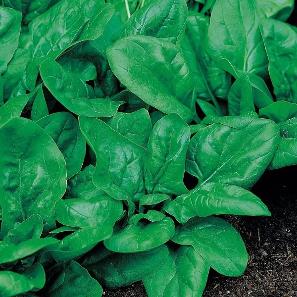 Organic Spinach Matador