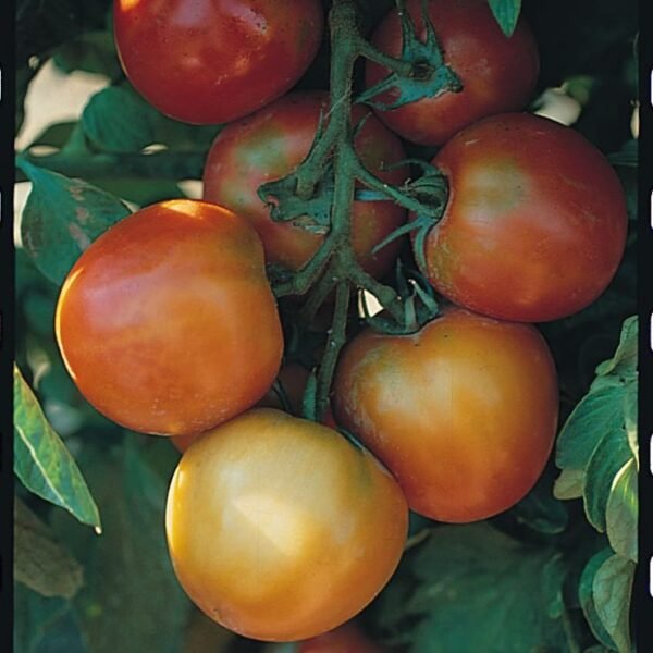 Organic Tomato St Pierre