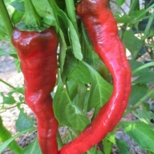 Organic Chilli Pepper 'Portugal'