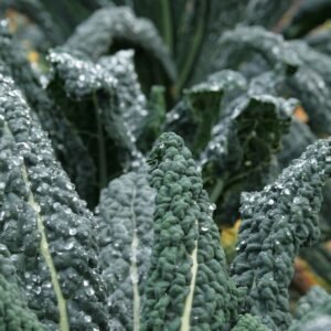 Organic Kale Nero Di Toscana