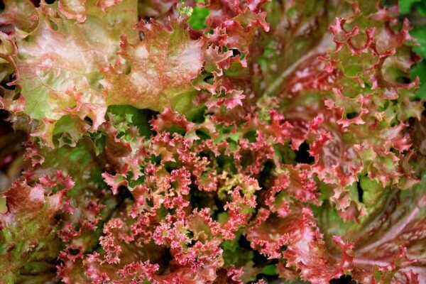 Organic Lettuce Salad Lollo Rossa