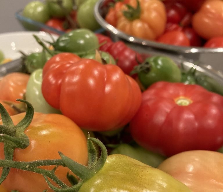 Tomato Harvest