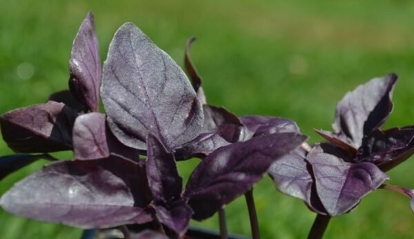 Organic Purple Basil Herb