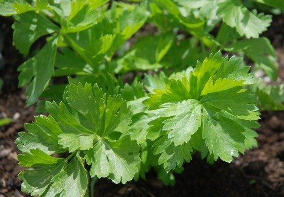 Organic Celery Leaf 'Early Belle'
