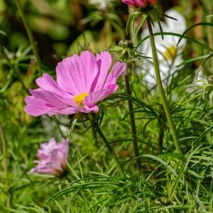 Organic Cosmos Flower
