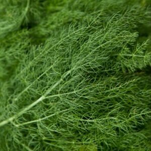 Organic Dill Herb - delicate