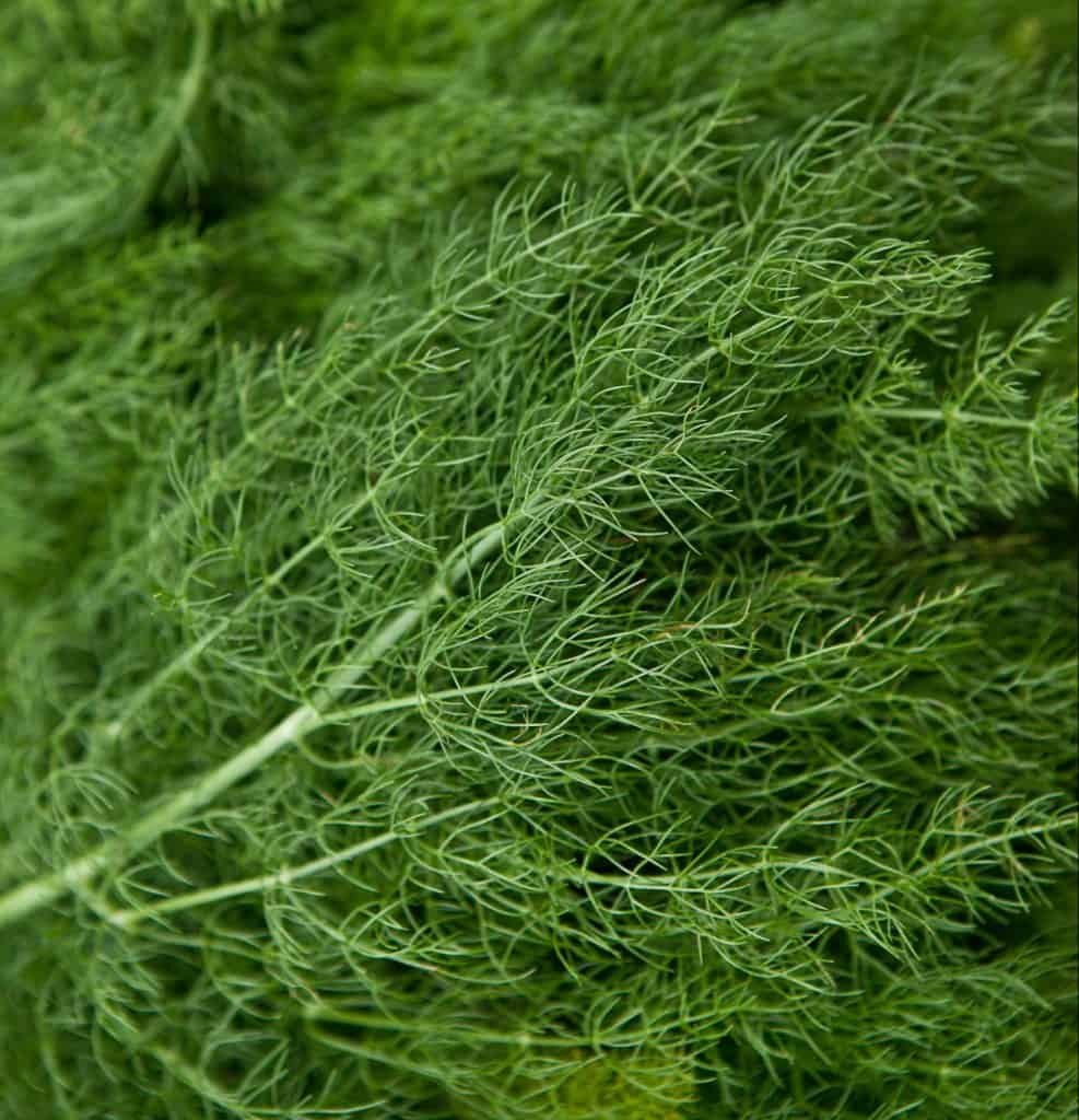 Organic Dill The Heritage Organic Seed Company
