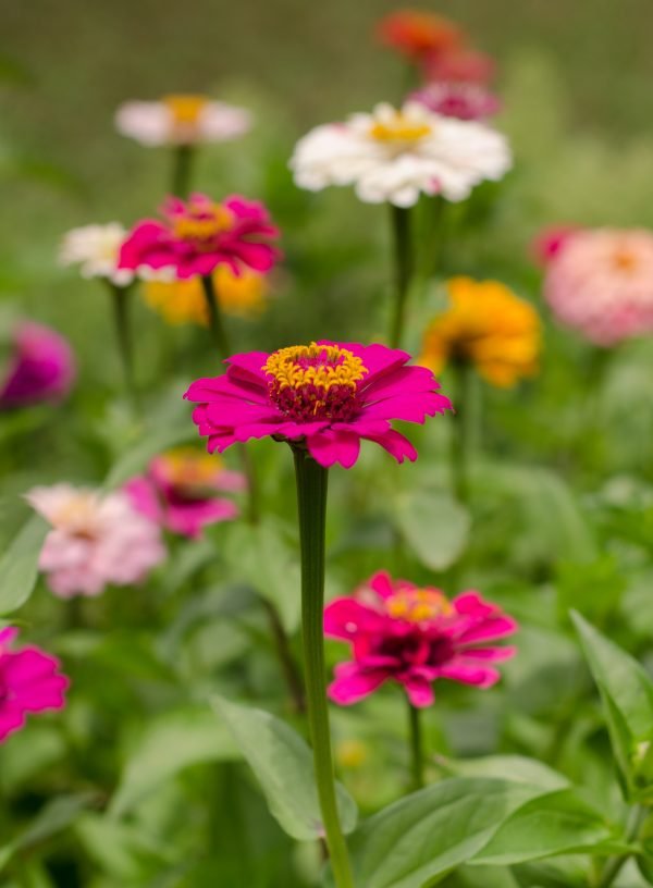 Organic Zinnia Flower - colourful dwarf zinnias with colours from vibrant deep pink to yellow, pale pink and white