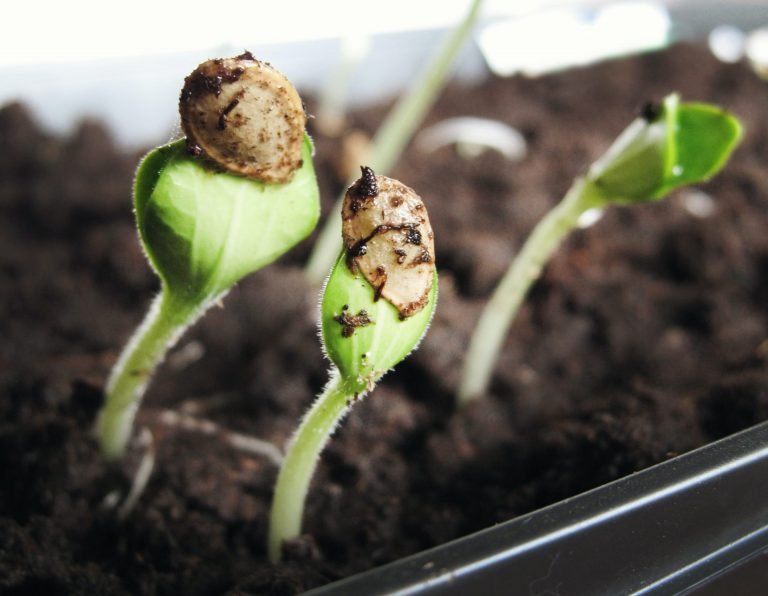 Seedlings