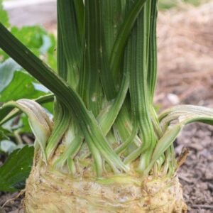 Large bulb of celeriac growing in the soil with creamy coloured flesh and green leaves