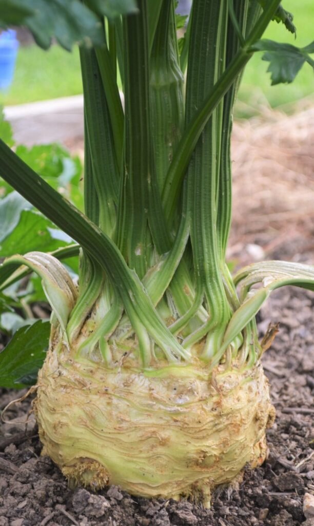 Organic Celeriac ‘monarch’ - The Heritage Organic Seed Company