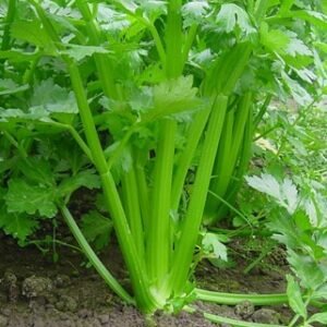Tall celery stems
