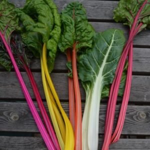 Colourful chard - pink, yellow, orange, white and red creating a dazzling display