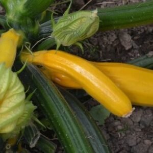 Bright, golden yellow courgettes