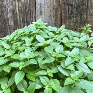 Greek basil displayed against an old wooden background. The basil has tight leaves and looks perfect in a pot