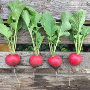 Radishes against a wooden background - the radishes are pinky red bulbs with vibrant green leaves