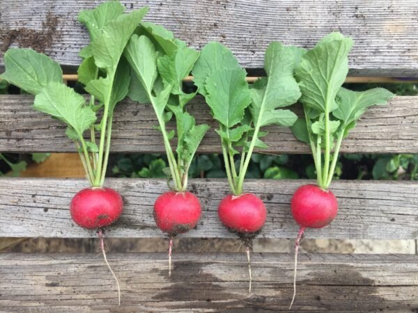 Radishes against a wooden background - the radishes are pinky red bulbs with vibrant green leaves
