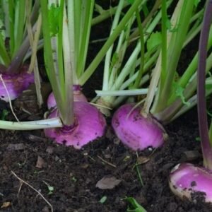 Turnips growing out of the ground which are purple on the top half and creamy coloured on the bottom of the bulb