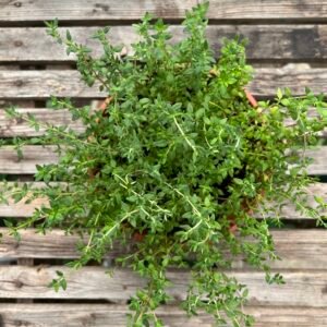Thyme in a pot against a wooden background