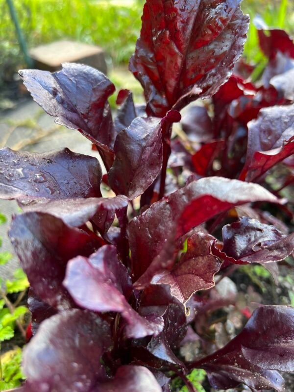 Deep red beetroot leaves perfect for salads