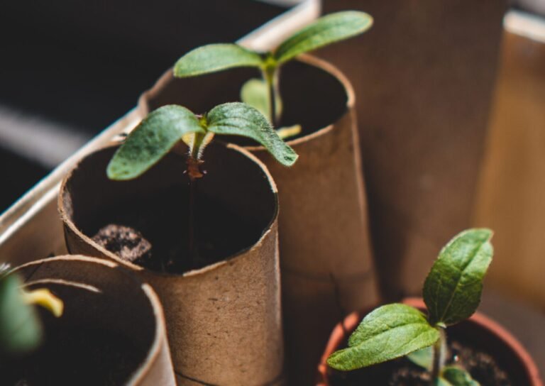 seedlings grown in toilet roll cardboard