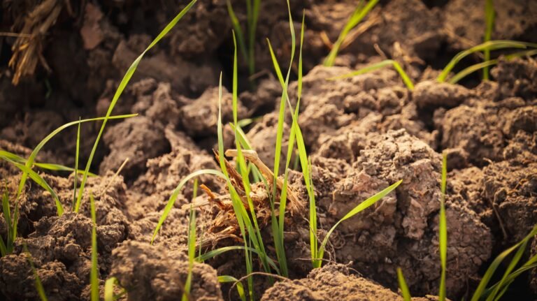 grass growing out of the soil