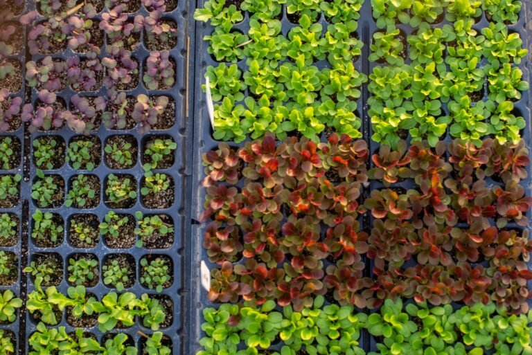 trays of salad seedlings. the colours range from purple to green to red