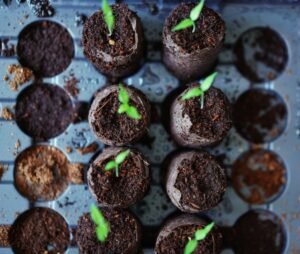 Chilli seedlings grown n coir pellets in a seed tray