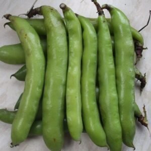 Organic Broad Bean Hangdown Green