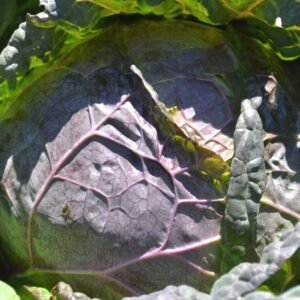 Green savoy cabbage showing its blistered leaves with a purple tinge