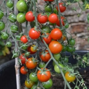Small red and green tomatoes on the vine. The red tomatoes are ripe and ready whilst the green ones are waiting to ripen