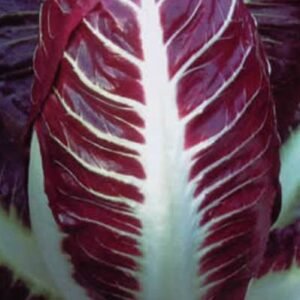 a deep red chicory with creamy coloured veins