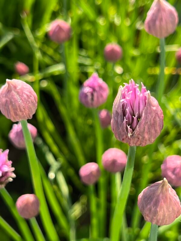 Chive plants coming into bloom. The pink papery bracts are visible and splitting open to allow the flowers to bloom