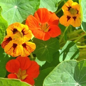 Nasturtium leaves with their flowers. The flowers are yellow with red markings and orange