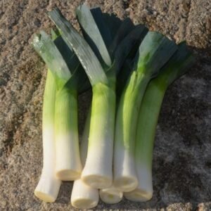 Thick stemmed leeks displayed with their stems changing from a creamy white, to green to blue