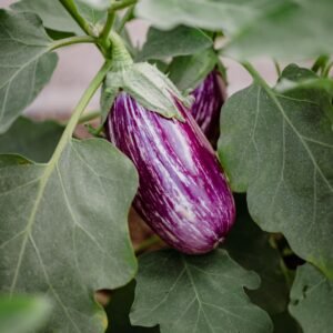 Organic aubergine that has a creamy white skin with bright purple/violet stripes