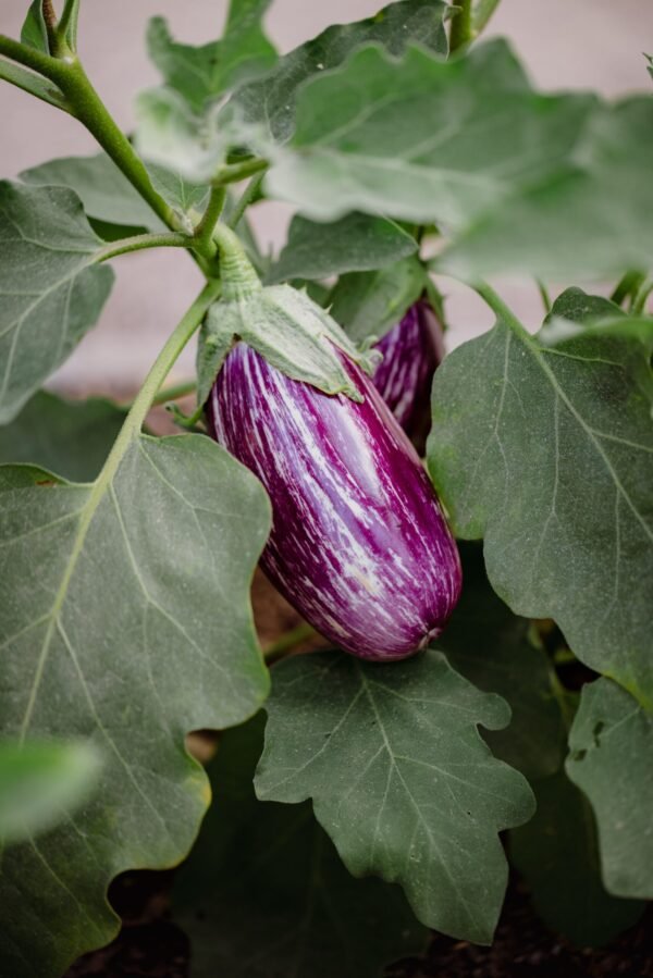 Organic aubergine that has a creamy white skin with bright purple/violet stripes