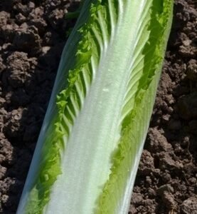 a long oriental cabbage - creamy colour with vibrant green leaves