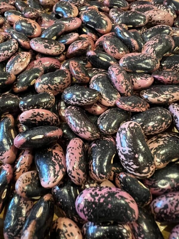 Harvested and dried runner beans that are pink and dark purple in colour