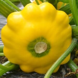 a vibrant creamy yellow summer squash shaped like a flying saucer!