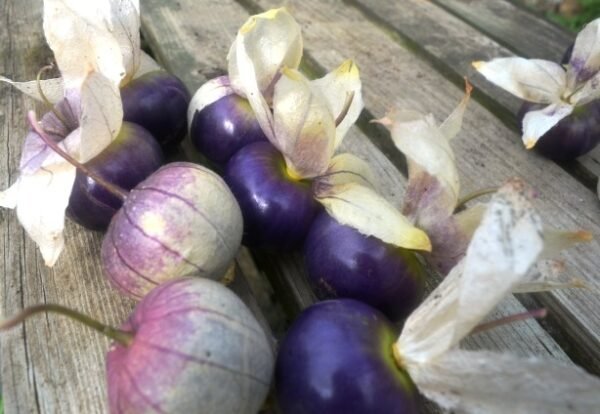 Purple tomatillos that look like small tomatoes with a papery lid